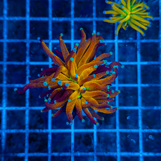 ULTRA BRANCHING TIGER TORCH 312