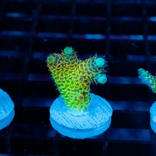 Solar Venom Mille 1096