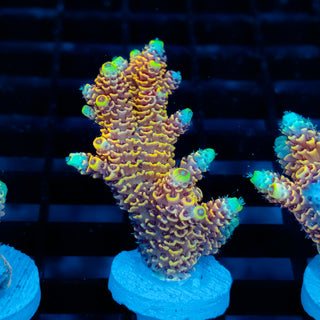 Ember Crown Mille 1026