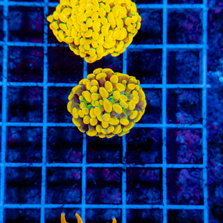 Jellybean Hammer 401