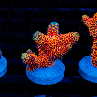 Molten Core Mille 1132