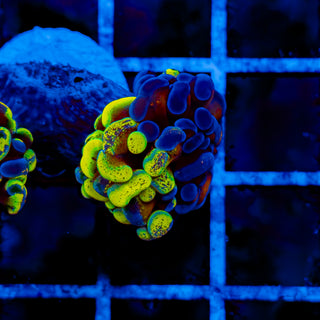 SPLATSANITY HAMMER (2 HEADS) 1006