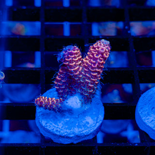 DUSK RUNNER MILLE 333