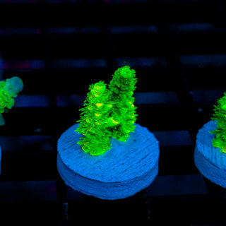 Malaysia UltraBright 516