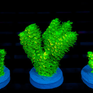 Malaysia UltraBright 514