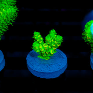 Malaysia UltraBright 513