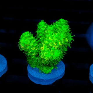 Malaysia UltraBright 512