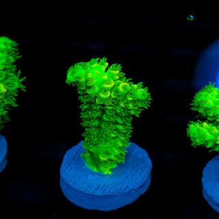 Malaysia UltraBright 511