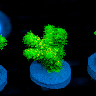 Malaysia UltraBright 510