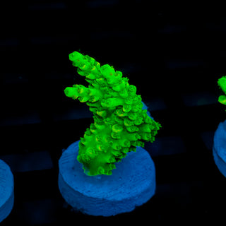 Malaysia UltraBright 509