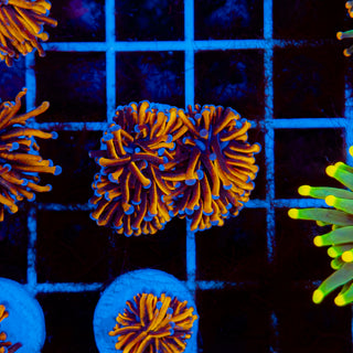 24k Torch 520 (2 Heads)