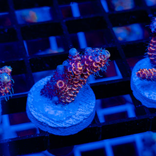 DUSK RUNNER MILLE 330