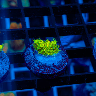 KRYPTONITE MILLE 467