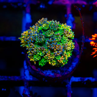 HyperBerry Goni G309