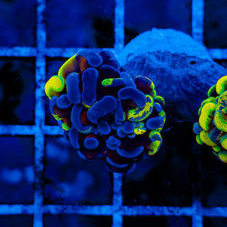 SPLATSANITY HAMMER (2 HEADS) 1006