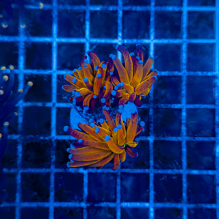 ULTRA BRANCHING TIGER (2 HEADS) TORCH 313