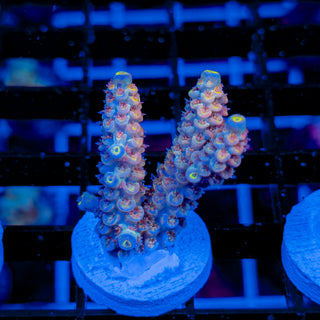 MANDARIN PASSION 750