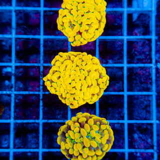 Jolly Rancher Hammer 403 (2 Heads)