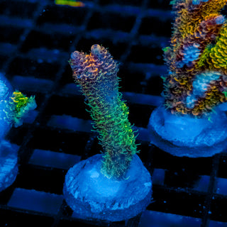 Helios Forge Mille 912