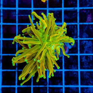 MASTER Holy Grail Torch 704