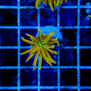 ULTRA TAMER TORCH 977