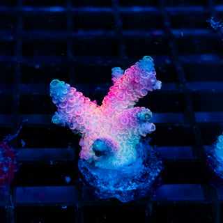 Plasma Blossom Mille 994