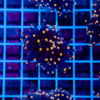 Malaysian Orange Tip Joker Torch 915