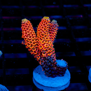 Molten Core Mille 1134