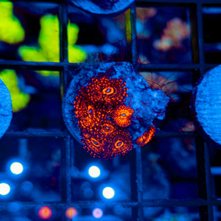 DARTH MAUL ZOA ~ 7P 106