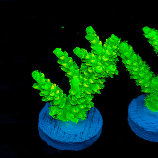 Malaysia UltraBright 508