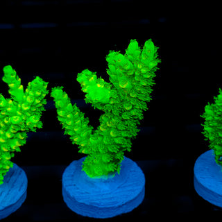 Malaysia UltraBright 507