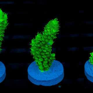 Malaysia UltraBright 506