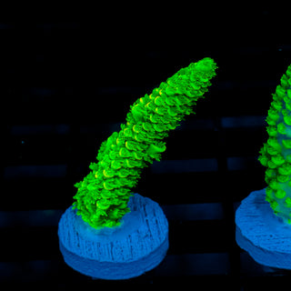 Malaysia UltraBright 505