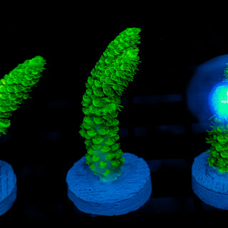 Malaysia UltraBright 504