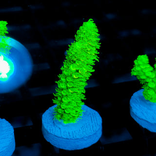 Malaysia UltraBright 503