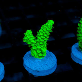 Malaysia UltraBright 502