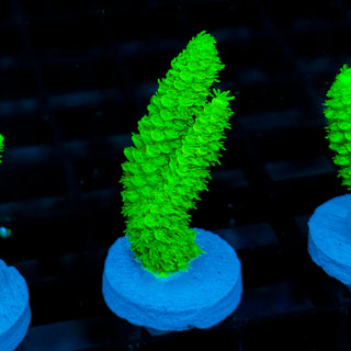 Malaysia UltraBright 501