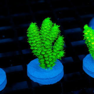 Malaysia UltraBright 500