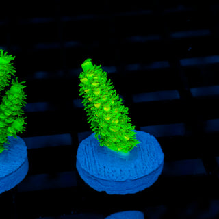 Malaysia UltraBright 499