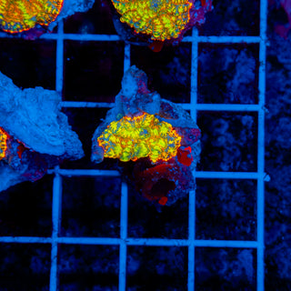 Flamethrower Rhodactis 909