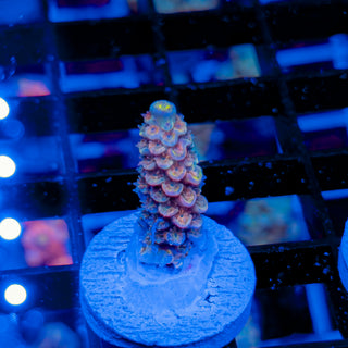 MANDARIN PASSION 751