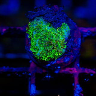 HyperBerry Goni G310