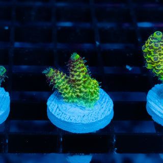 Solar Venom Mille 1094