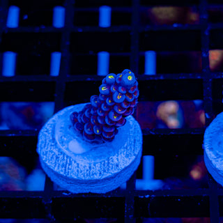 VERY CHERRY BOMB 109