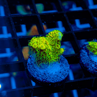 KRYPTONITE MILLE 468