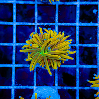 ULTRA TAMER TORCH 979