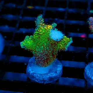 Helios Forge Mille 913