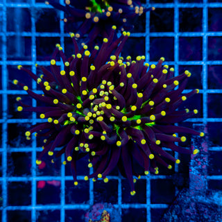 YELLOW TIP JOKER TORCH (2 HEADS) 918