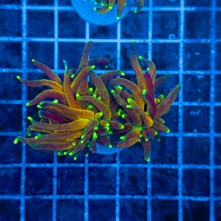 GREEN TIP BRANCHING TIGER (2 HEADS) TORCH 314