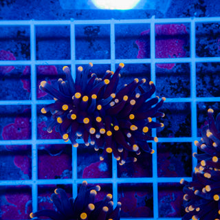 Malaysian Orange Tip Joker Torch 914